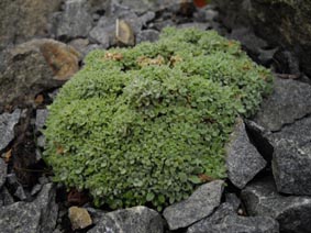 Draba mollissima